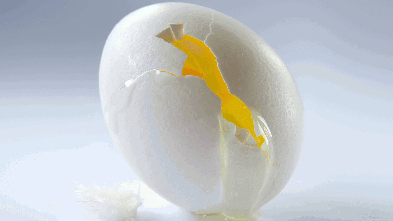 Egg